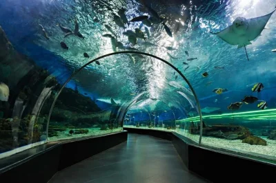 Explore dubai aquarium & underwater zoo at dubai mall with entry ticket, access to the tunnel, and a close look at king croc. includes stroller-friendly admission.