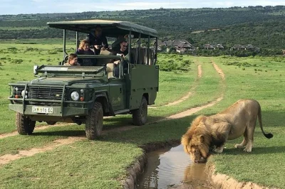 Experience a real safari at pumba game reserve in the eastern cape. spot the big five, see rare white lions, enjoy lunch, and ride with expert guides. includes pickup.