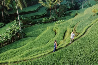 Entdecke balis reisterrassen, den tirta empul tempel, den tegenungan wasserfall und den mount batur bei einem privaten tagesausflug mit mittagessen und abholung vom hotel.