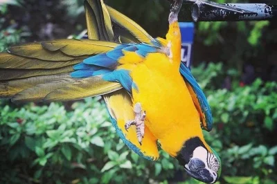 Alimenta colibríes salvajes a mano en rocklands bird sanctuary cerca de montego bay, pasea por jardines tranquilos con un guía local y disfruta de la comodidad del traslado desde tu hotel.