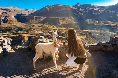 Explore colca canyon from arequipa on a full day trip, spot andean condors, visit traditional villages, and enjoy breakfast. includes transport and local guide.