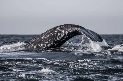 Experience whale watching in monterey bay with a marine biologist guide, live commentary, and coffee or tea included. educational and family-friendly tour with local insights.