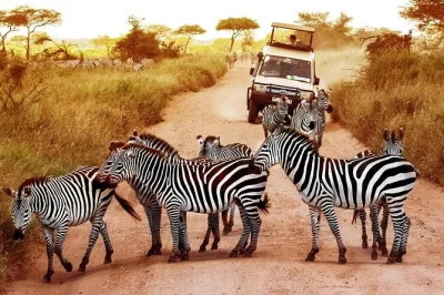 Scopri il safari privato di 2 giorni a mikumi da dar es salaam, avvista leoni ed elefanti, ammira le montagne uluguru e rilassati in un lodge locale—transfer inclusi.