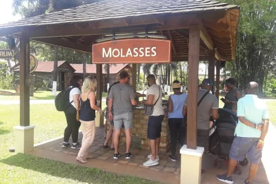 Full-day tour from montego bay with appleton estate rum tasting, ys falls swim, and black river safari boat ride. includes hotel pickup and all entry fees.