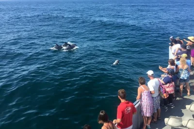 See wild dolphins near cape may, cruise past victorian beaches, spot the lighthouse & local wildlife. 2-hour boat tour with guide, breakfast & free parking.