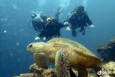 First-time scuba diving in bali with a certified instructor, underwater photos, lunch, and optional snorkeling. includes all gear and safety guidance for beginners.