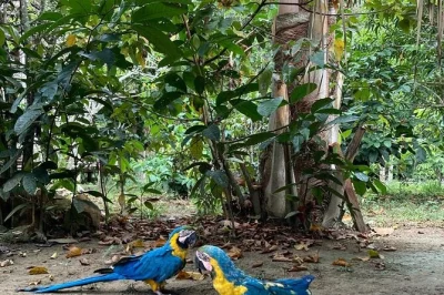 Descubre la selva amazónica con una caminata guiada de 4 horas desde manaos, avistando fauna, plantas medicinales y traslado en canoa motorizada incluido.