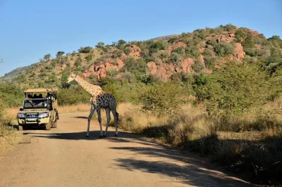 Experience a private 3-hour safari in pilanesberg with hotel pickup, open vehicle, local guide, and big five wildlife sightings. includes park entry & bottled water.