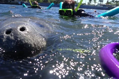Nagez avec les lamantins à crystal river lors d’une sortie snorkeling privée guidée par des locaux. tout le matériel, boissons chaudes, snacks et un pack photo pour garder vos souvenirs.