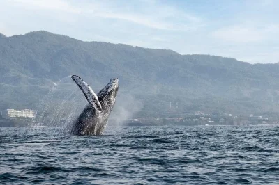 Feel the thrill of whale watching in puerto vallarta, cruise by los arcos, enjoy fresh fruit & sandwiches on board. includes life jackets & water.