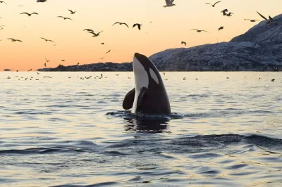 Feel the arctic air on a small-group whale watching rib safari from tromso to skjervoy. see orcas & humpbacks up close, with transfers, lunch & expert guides.