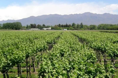 Descubre la ruta del vino sur de san juan con visitas guiadas a bodegas boutique y orgánicas, degustaciones locales y traslado desde el hotel. reserva tu excursión de vino ahora.