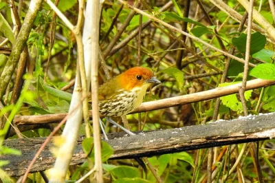 Wake up to bird calls in yunguilla, spot rare species with a local guide, and sip fresh juice in the cloud forest. includes pickup, binoculars, and lunch.