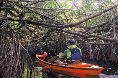 Explorez les tunnels de mangroves des everglades en kayak avec un guide biologiste local. observez alligators, orchidées et oiseaux rares. snacks, eau et sacs étanches inclus.