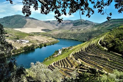 Descubra o vale do douro com um tour privado saindo do porto. prove moscatel, vinho do porto, azeite e desfrute de almoço em quintas familiares. inclui transfer e guia especializado.