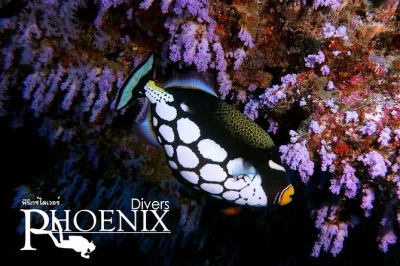 Scopri le immersioni a koh lanta con barracuda e squali pinna nera. include pick-up in hotel, barca veloce, pranzo thai, attrezzatura e istruttore in piccoli gruppi.