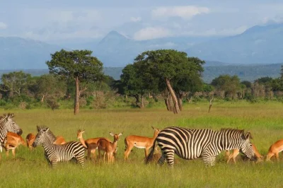 Vivi i parchi di mikumi e ruaha in tanzania con un safari di 5 giorni. ammira leoni, elefanti, cani selvatici e molto altro. trasporto privato, lodge, adatto a tutte le età.