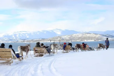 Feed reindeer, try a short sled ride, and share stories with sami hosts near tromso. includes pickup, lunch by the fire, and local guide. book your spot.