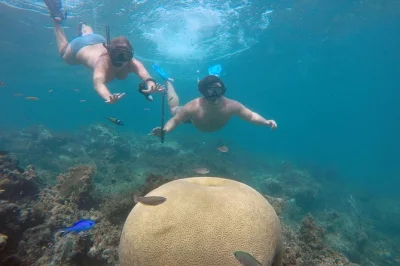 Ab punta cana mit lokalem guide ablegen, bunte korallenriffe entdecken, in natürlichen pools entspannen und frischen seafood-lunch von einer schwimmenden bar genießen. inklusive abholung.