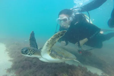 Feel the rush of diving at praia da miséria in bombinhas, swim with turtles, and get underwater photos. includes all gear, hot shower, and a local instructor.