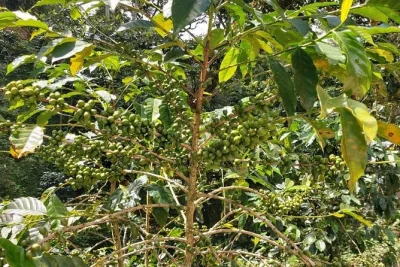 Esplora le piantagioni di caffè biologico di pluma hidalgo con un’escursione guidata da huatulco. include trasferimento, viste sulla sierra madre e degustazione di caffè.