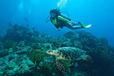 Breathe in the salt air on a st. john morning dive trip—explore vibrant reefs with all gear included, guided by local divemasters, and easy pickup near cruz bay.