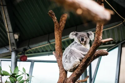 Step behind the scenes at sydney’s taronga zoo, meet native animals up close, chat with keepers, and enjoy a small group tour with included zoo admission.