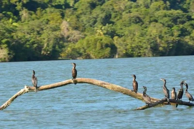 Explorez les marais du pacifique en kayak depuis puerto quetzal. repérez les oiseaux, glissez entre les mangroves et savourez une collation guatémaltèque après votre aventure.