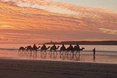 Spüre die atlantikbrise bei einem kamelritt zum sonnenuntergang nahe essaouira, erkunde dünen und alte ruinen, genieße ein marokkanisches picknick und kehre zurück, während der himmel golden leuc