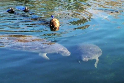 Observez les lamantins de près à crystal river, floride, lors d’une sortie guidée en nage et snorkeling avec combinaison et équipement fournis. idéal en famille, avec chocolat chaud après la b