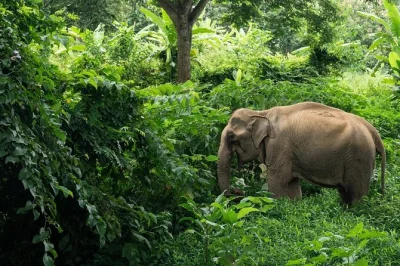 Experience khao lak’s ethical elephant sanctuary, join a thai cooking class, and visit a local waterfall. includes lunch, transfers, and expert guides.