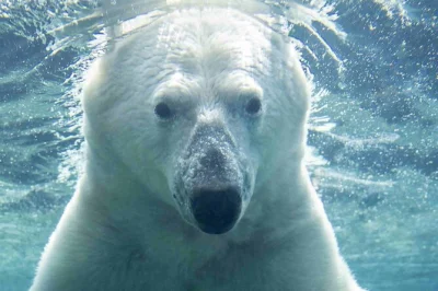 Feel the energy of calgary zoo’s wild habitats, from penguins to prehistoric giants. includes all zones, indoor & outdoor exhibits, and easy entry ticket pickup.