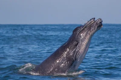Vivi l’emozione di avvistare balene nella baia di banderas a puerto vallarta con un esperto di mammiferi marini. ascolta i loro canti con l’idrofono e partecipa alla ricerca.