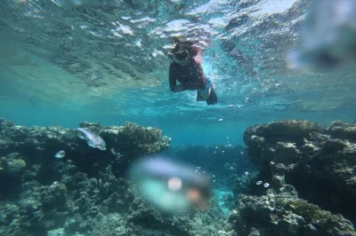 Explorez la mer rouge à aqaba avec un guide privé. découvrez épaves, tanks et vie marine colorée. matériel, eau et photos inclus. réservez vite !