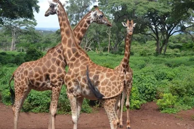 Vivez un moment unique au centre des girafes de nairobi, observez les rhinocéros lors d’un safari privé dans le parc national, avec prise en charge à l’hôtel en véhicule safari à toit ouvran