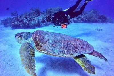 Start your mahahual dive day with two boat dives on the local reef, scuba gear included. small groups, surface interval on the beach, and flexible dive times.