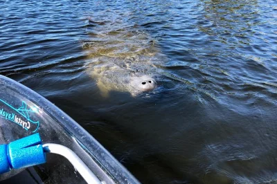 Découvrez tarpon springs en kayak transparent : maisons victoriennes, îles de mangroves, et rencontres avec les lamantins. tout le matériel est fourni.