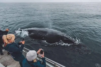 Feel the ocean air on a small-group monterey bay whale watching tour, guided by marine biologists. includes hot drinks onboard and personal crew interaction.