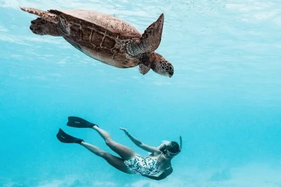 Nagez avec les raies et requins, explorez le lagon de moorea en snorkeling et savourez des fruits frais lors d’une balade privée en bateau. guide, matériel et photos gopro inclus.