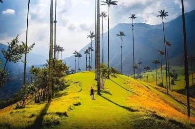 Feel the misty cocora valley, wander salento’s trails, and join coffee growers for hands-on tasting—all with pickup and a local guide included.
