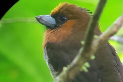 Monteverde, observação de pássaros na floresta nublada com guia local experiente. veja quetzais e tanagers raros com luneta profissional inclusa.