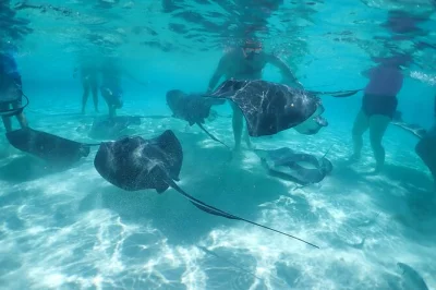 Feel the rush at stingray city, snorkel coral gardens, and relax at starfish point. includes hotel or port pickup, boat ride, and local guide on grand cayman.