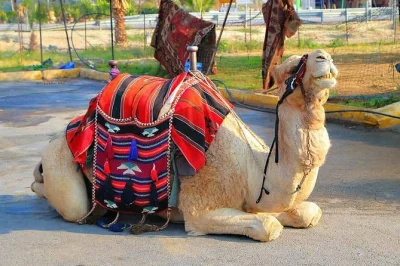 Try quad biking and camel riding in marrakech's palm groves. includes hotel pickup, mint tea break, and expert local guide. book your adventure today.