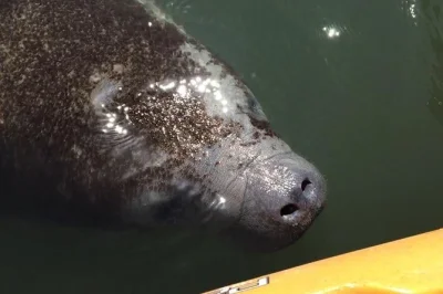 Découvrez merritt island en kayak, glissez près des lamantins, observez les dauphins et profitez des conseils d’un guide local. tour tranquille de 2 heures avec tout le matériel inclus.