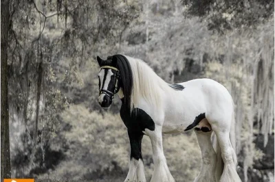 Scopri i cavalli gypsy vanner ad ocala, ascolta le storie del fondatore della razza e passeggia sotto la muschiata quercia spagnola con tante foto da scattare.