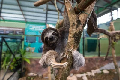 Survolez la forêt tropicale de panama en tramway, observez la faune près du canal et savourez un déjeuner local — avec prise en charge à l’hôtel et guide sympathique.