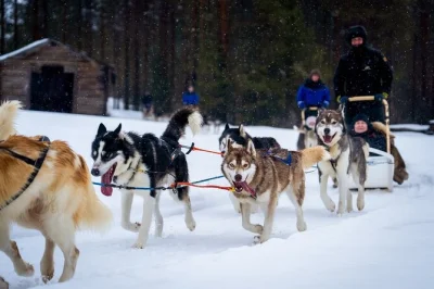Feel the rush of mushing your own husky team through snowy lapland forests near rovaniemi, then warm up with a fireside barbecue. includes pickup and small group.