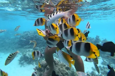 Swim with blacktip sharks, stingrays, and colorful fish in moorea’s lagoon. includes hotel pickup, local guide, snorkeling gear, and a fresh fruit break on the water.