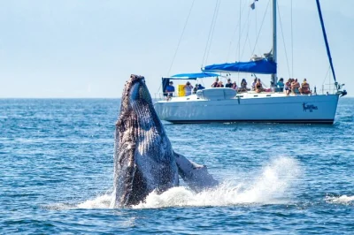 Puerto vallarta, baia di banderas: tour in barca a vela di lusso con open bar premium, pranzo fresco e snorkeling, con servizio attento dell’equipaggio.