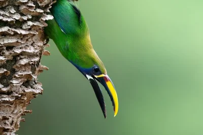 Sinta o ar úmido da monteverde cloud forest com um guia local, descobrindo aves raras, mamíferos escondidos e jardins de beija-flores. entrada e telescópio hd inclusos.